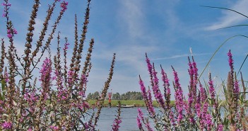 Route Oene – Vers van het land