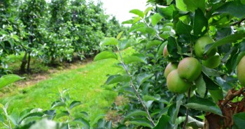 Route Heinkenszand – Zin in Zeeuws fruit