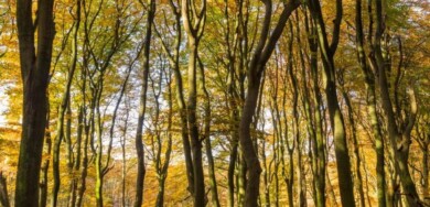 3x mooiste herfstroutes van Staatsbosbeheer