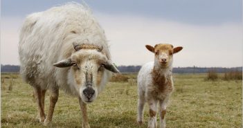 Lammetjesdag op het Doldersummerveld
