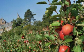 Fruitfietsen in Haspengouw – wijnterrassen, glamping & nog meer leuks