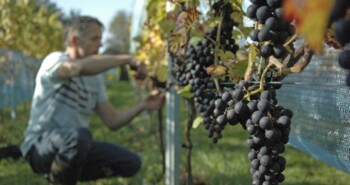 Route Geldermalsen – Vinofietsen in de Betuwe en de Achterhoek