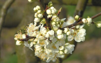 Bloesemfietstocht in de Betuwe