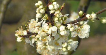 Bloesemfietstocht in de Betuwe