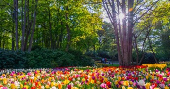 Route Lisse – Een vrolijke veldtocht met de tulp als muze