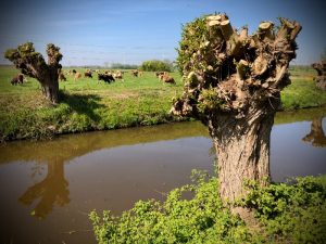 fietsen in Brabant