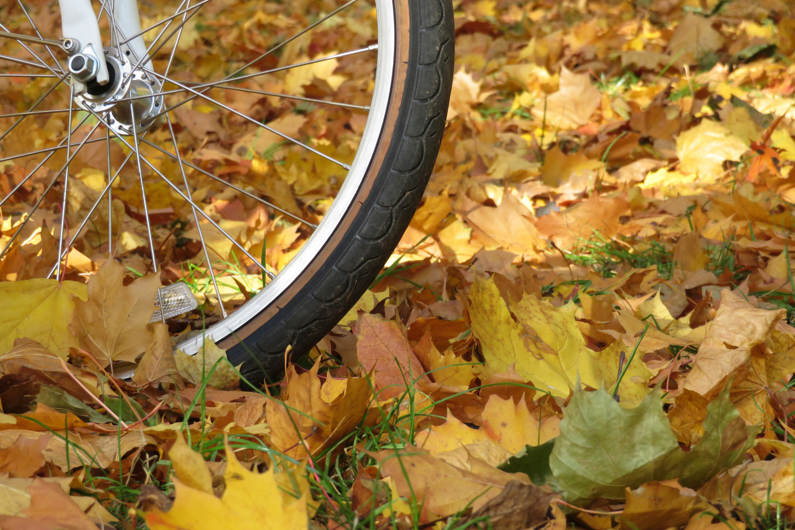 Close-up van een fietsband tussen herfstbladeren.