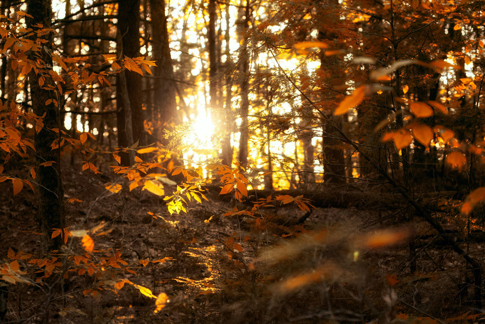 Laagstaande herfstzon schijnt fel door de bomen in een bos met verkleurde bladeren.