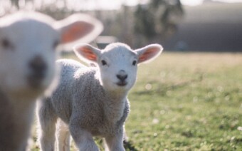 Fietsen langs lammetjes, want het is (bijna…) lente!