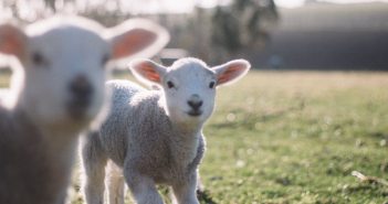 Fietsen langs lammetjes, want het is (bijna…) lente!
