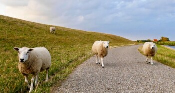 Boek: Fietsen rond de voormalige Zuiderzee