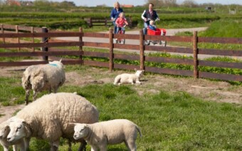 Voorjaar op Texel: Lammetjesradar en nieuwe Lammetjesfietsroute