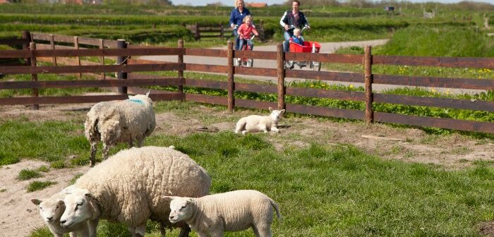 Voorjaar op Texel: Lammetjesradar en nieuwe Lammetjesfietsroute