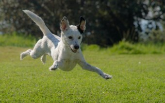 Heikel punt: pas op voor de hond