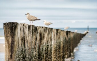 Vuurtorens & Vogels