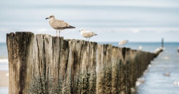 Vuurtorens & Vogels