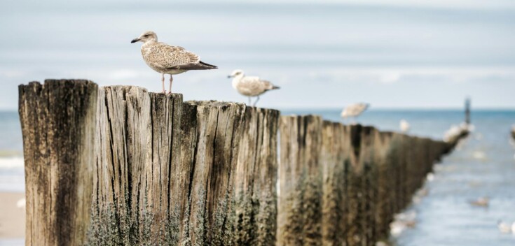 Vuurtorens & Vogels