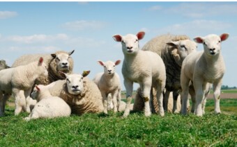 Zon op je toet en gaan – 7 fietsroutes voor het ultieme lentegevoel