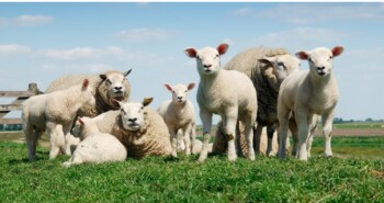 Zon op je toet en gaan – 7 fietsroutes voor het ultieme lentegevoel