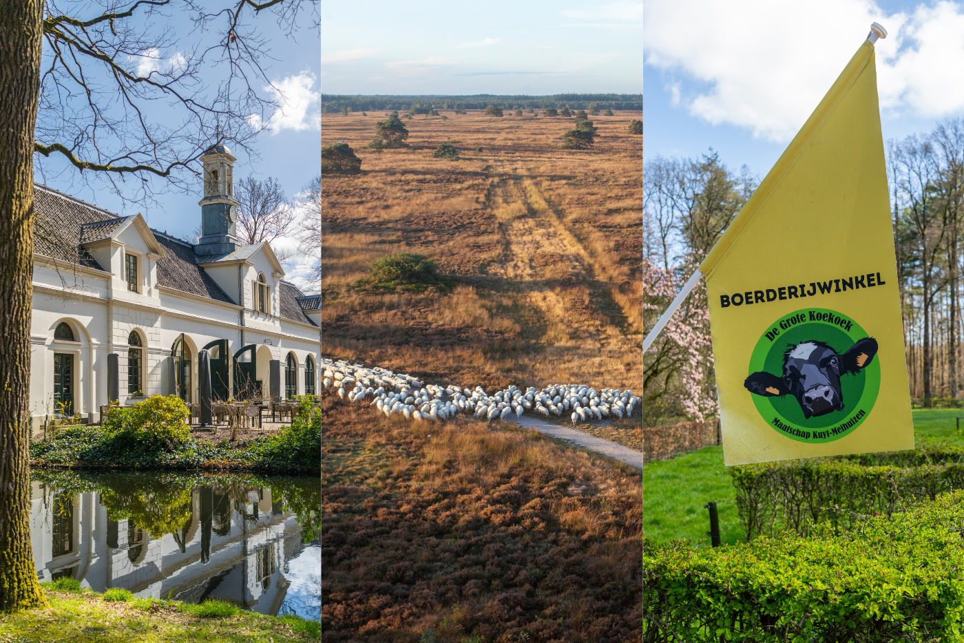 Collage van Landgoed Staverden, een schaapskudde op de Veluwse heide en boerderijwinkel De Grote Koekoek.