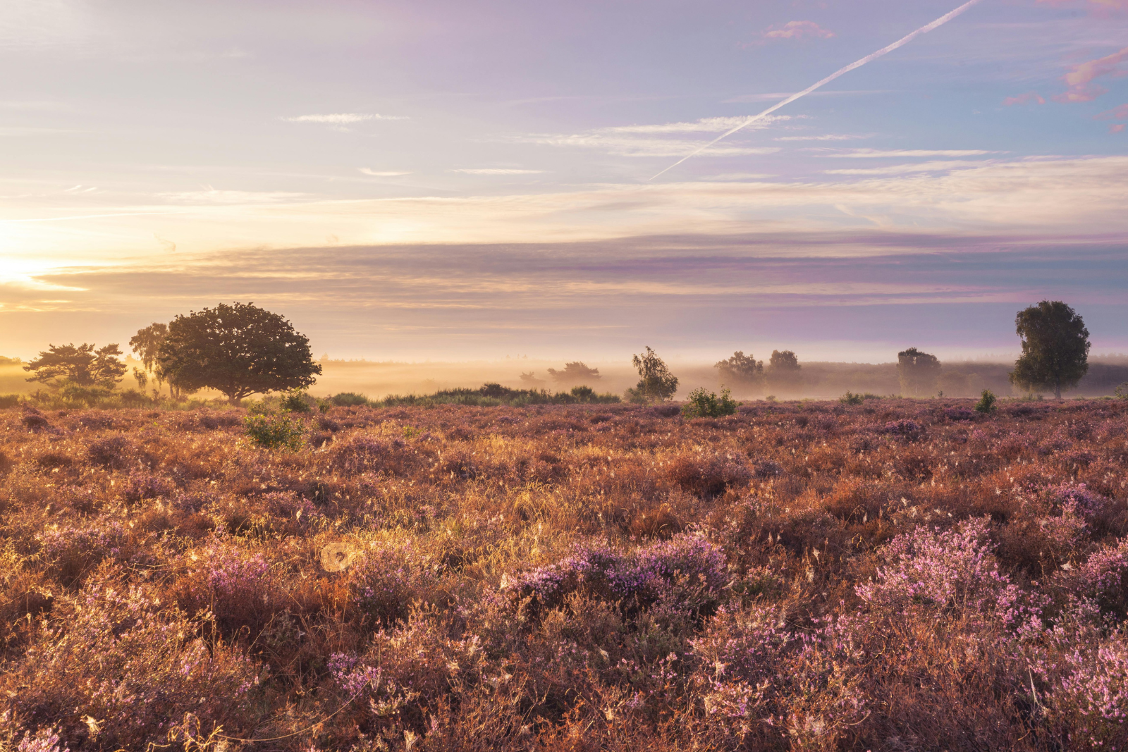 Hoorneboegse Heide bij Hilversum met uitgestrekte heidevelden, bomen en open natuur.