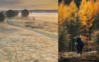 7 bosrijke fietsroutes die in de herfst op hun mooist zijn