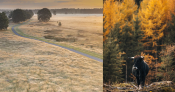 7 bosrijke fietsroutes die in de herfst op hun mooist zijn
