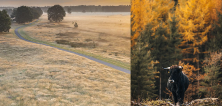 7 bosrijke fietsroutes die in de herfst op hun mooist zijn