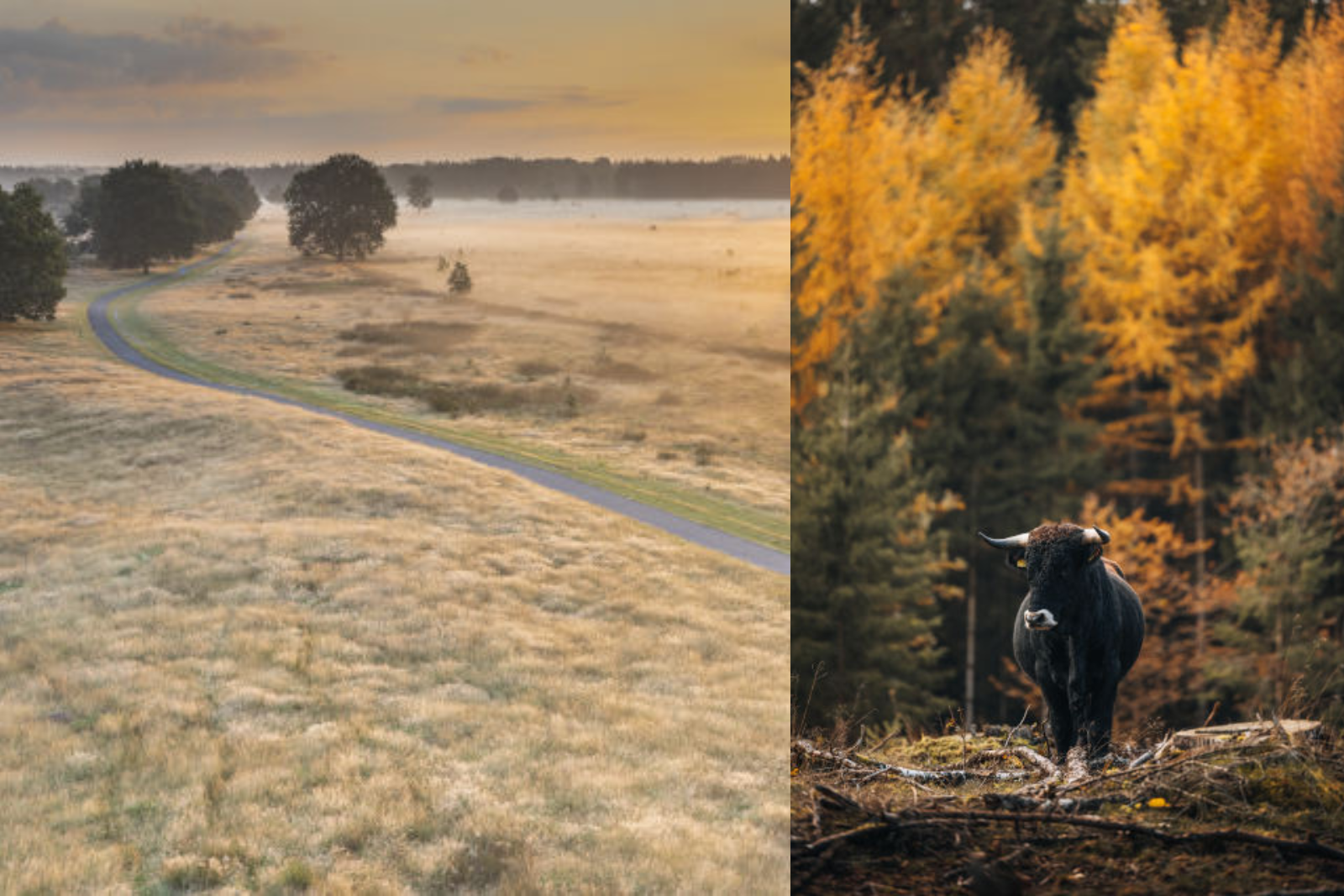 Fotocollage van het open landschap van het Drents-Friese Wold en een rund tussen de herfstkleurige bomen.