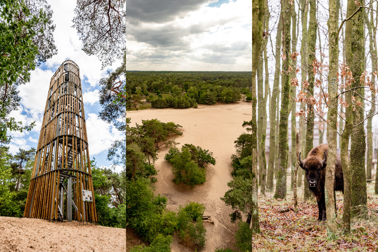 Fotocollage van natuurgebied Maashorst met een uitkijktoren, zandvlakte en een wisent tussen de bomen.