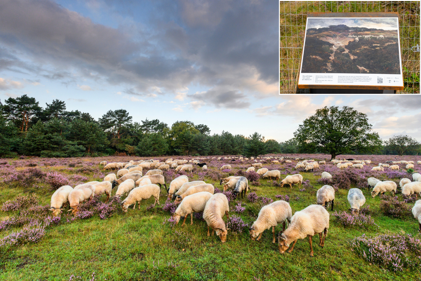 Schaapskudde op de bloeiende Westerheide bij Laren, met een informatiebord over een schilderij langs de route Schilders van Laren en Blaricum.