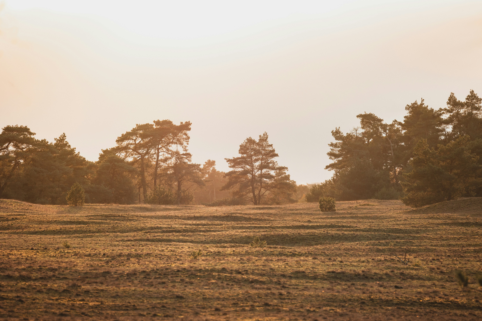 Open landschap met dennen en heide bij Nunspeet op de Veluwe in warm herfstlicht.